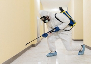 Why Professional Mold Cleaner Services Are Essential