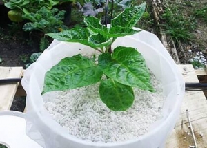 What is the Use of Perlite in Plants?