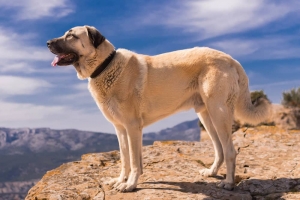 How Big Does A Kangal Dog Get?