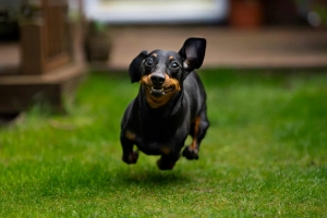 English Cream Dachshund: A Comprehensive Guide