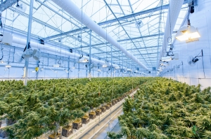 Legal Challenges & Opportunities for Cannabis Seed Banks
