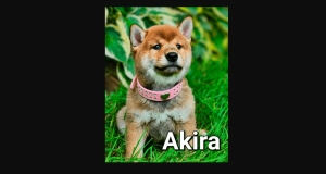 4EverPups: Your Top Shiba Inu Puppies Destination.