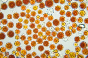 Unveiling the Power of Astaxanthin Supplement