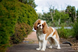 Cavalier King Charles Spaniel Signs Of Dying-A complete Guide