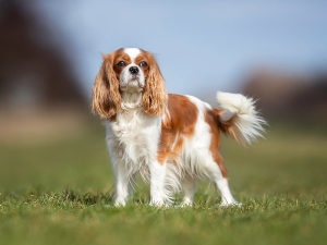 Do Cavalier King Charles Sleep So Much