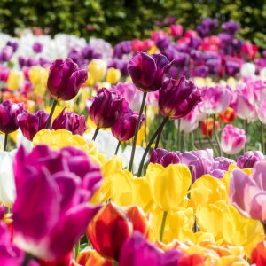 Embracing the Colors of Tulip Festival and Kashmir Autumn