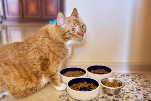 How the Right Supplement Can Help Improve Digestive Health in Cats