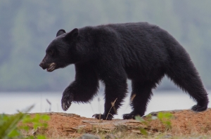 Wildlife at Your Window: Ucluelet & Tofino Vacation Rentals Amidst Nature's Playground!