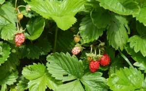 The Delicious and Nutritious Fragaria Virginiana: A Guide to Strawberries