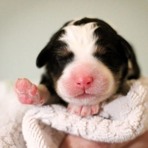 5 Problems Everyone Has With Bernese Mountain Dog Poodle Mix Puppies - And How To Solve Them