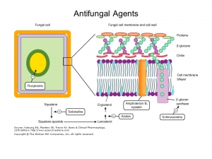 Anti-fungal Agents Market Growth Drivers, Applications and Forecast 2031