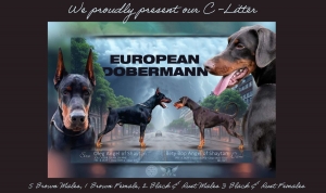 European Doberman Puppies and Kids: Creating a Safe Home