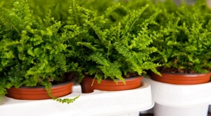 The Ultimate Guide to Growing and Caring for Fern Plants Indoors