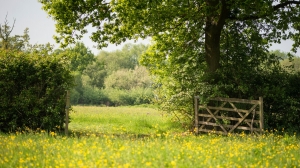 Seasonal Landscaping Tips for Guelph's Climate