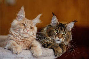 Discovering Maine Coon Kittens for Sale in California: A Guide to Finding Your Perfect Companion