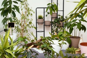 Biophilic Design: Bringing Nature Indoors for Health and Well-being