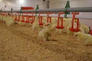 Global Poultry Feeding Systems Market: Driving Efficiency and Sustainability in Modern Poultry Farming