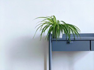 A Spider Plant
