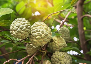 Cherimoya has many benefits in addition to its health benefits