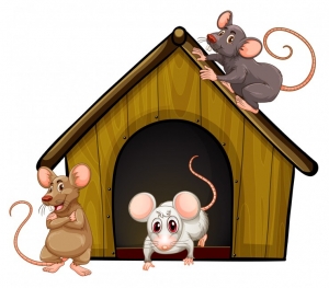 What Can You Do To Get Your Home Rodent Free?