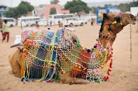 Unveiling the Magic: A Journey Through the Pushkar Camel Fair