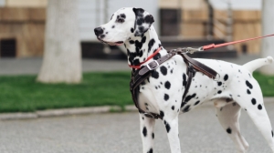 Dog Safety Leash