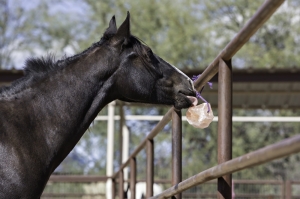 Better Taste & Lower Himalayan Salt Blocks for HorsesRisks