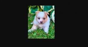 Pomeranian Puppies for sale in Ontario in Canada
