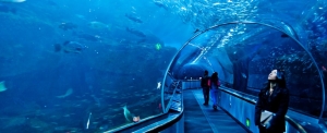 Book Now Dubai Tour Packages - Superior Customer Service