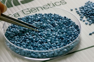 Understanding the Economic Impact of Genetically Modified Seeds Market