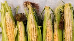 Companion Plants for Corn