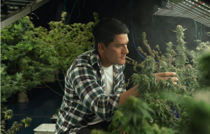 Green Growth: Your Guide to Cannabis Marketing Agencies