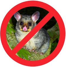 Exploring the Benefits of Possum Pest Control