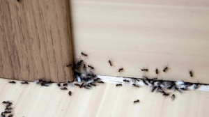 The Top Pests That Invade Homes and How to Get Rid of Them