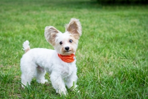 10 Best Dogs for Your Apartment