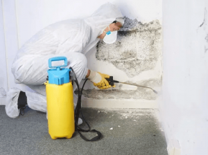 Mould Removal Company Sydney: Latest Skills  