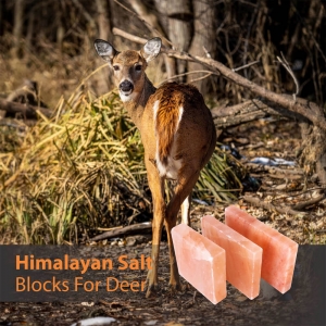 The Ecological Benefits of Deer-Licking Salt Blocks