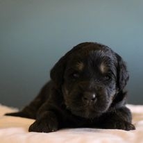 Why Our Health-Tested Bernedoodles are the Perfect Choice for You