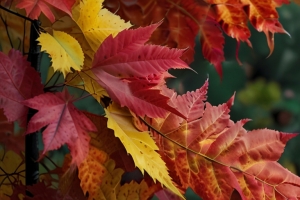 Exploring the Enchantment: Kashmir, a Popular Autumn Destination