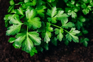 A Beginner's Guide: Growing Parsley from Seed