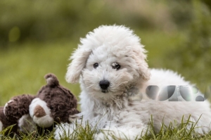 WHY MINI BERDOODLES IS SAID TO BE A GREAT THERAPEUTIC DOG?