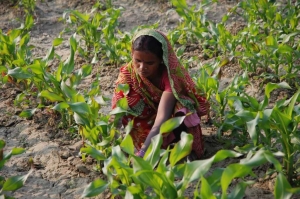 Exploring Agricultural Practices in India