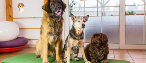 Exposing the Truth: The Typical Day for Dogs in Boarding Facilities