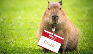 Capybara Names: Unique and Adorable Monikers for Your Furry Friend