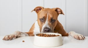 Going Against the Grain: The Rise of Grain Free Dog Food