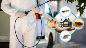 How Much Does Pest Control Cost?