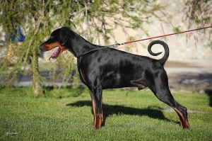 European vs American Doberman Health: Key Considerations for Prospective Owners