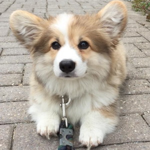 The Allure of Long-Haired Corgi Puppies Finding Fluffy Corgis for Sale: