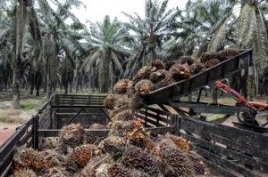 Indonesia's Palm Oil Export: Balancing Economic Growth and Environmental Conservation