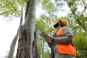 Unconventional Tree Removal Techniques You Won't Believe Exist